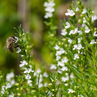 Bio Thymus serphyllum 'Albus' weiß, Topf-Ø 9 cm, 3er-Set