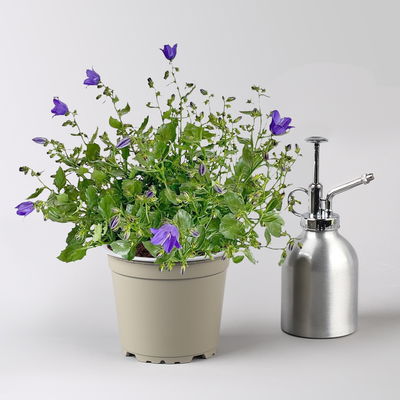 Glockenblume 'Spring Bell®' blau, Topf-Ø 12 cm, 3 Pflanzen