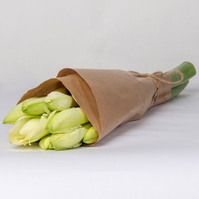 5 weiße Amaryllis 'White Sensation' 5 weiße Amaryllis 'White Sensation'