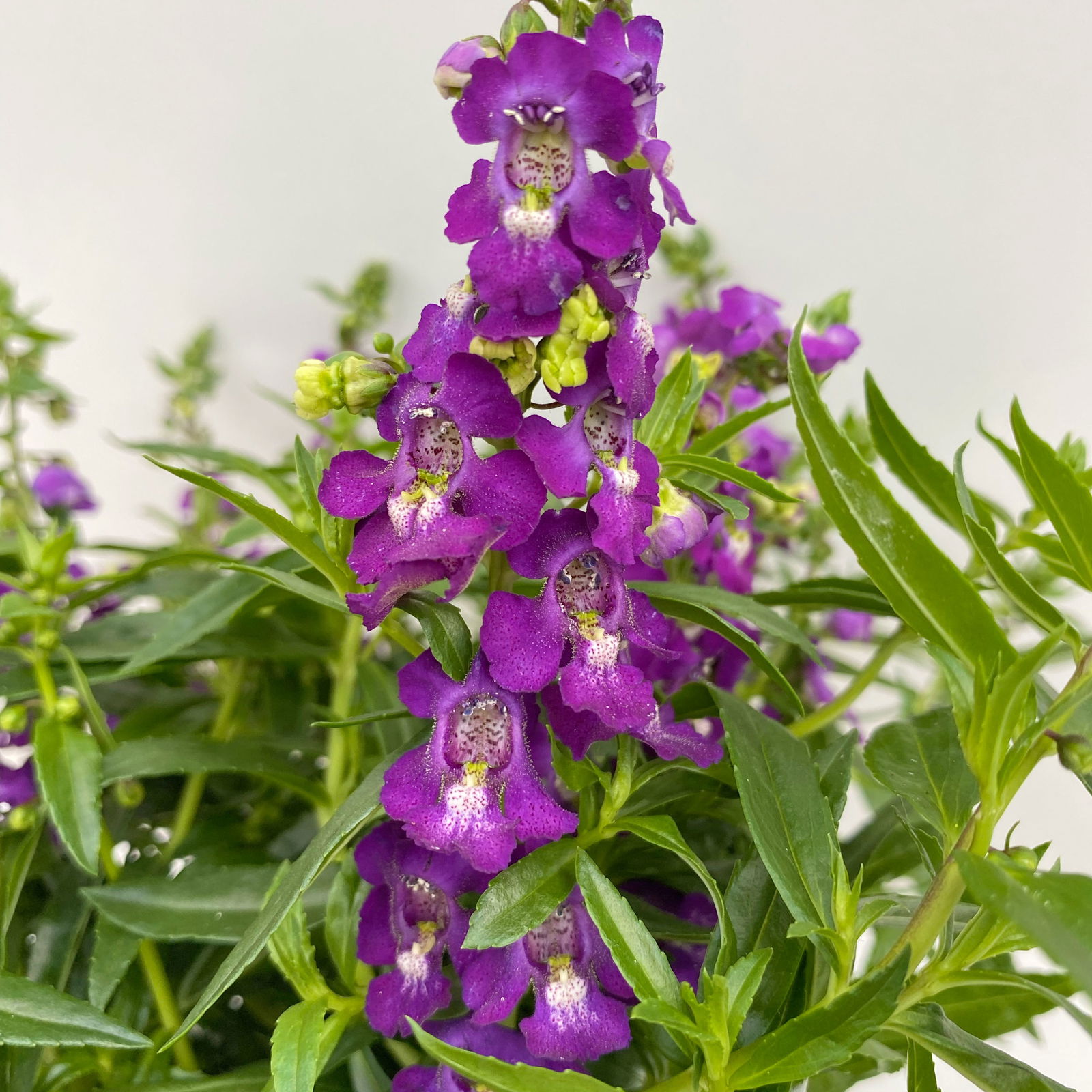 Angelonia 'Trio' rosa-weiß-lila/blau, Topf-Ø 19 cm, 2er-Set