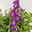 Angelonia 'Trio' rosa-weiß-lila/blau, Topf-Ø 19 cm, 2er-Set