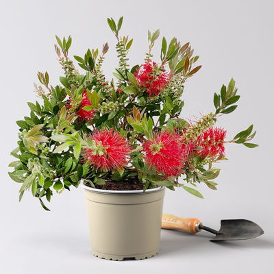 Zylinderputzer, rot, Topf-Ø 17 cm, Höhe ca. 40 cm