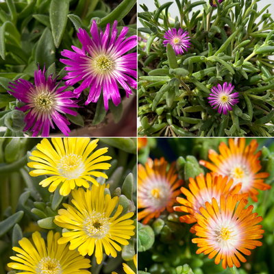 Mittagsblume, Farben zufällig, Topf-Ø 12 cm, 6er-Set
