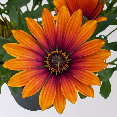 Kapkörbchen orange-pink, Topf-Ø 12 cm, 6er-Set Kapkörbchen orange-pink, Topf-Ø 12 cm, 6er-Set