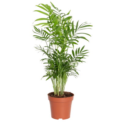 Grünpflanzenkreation 