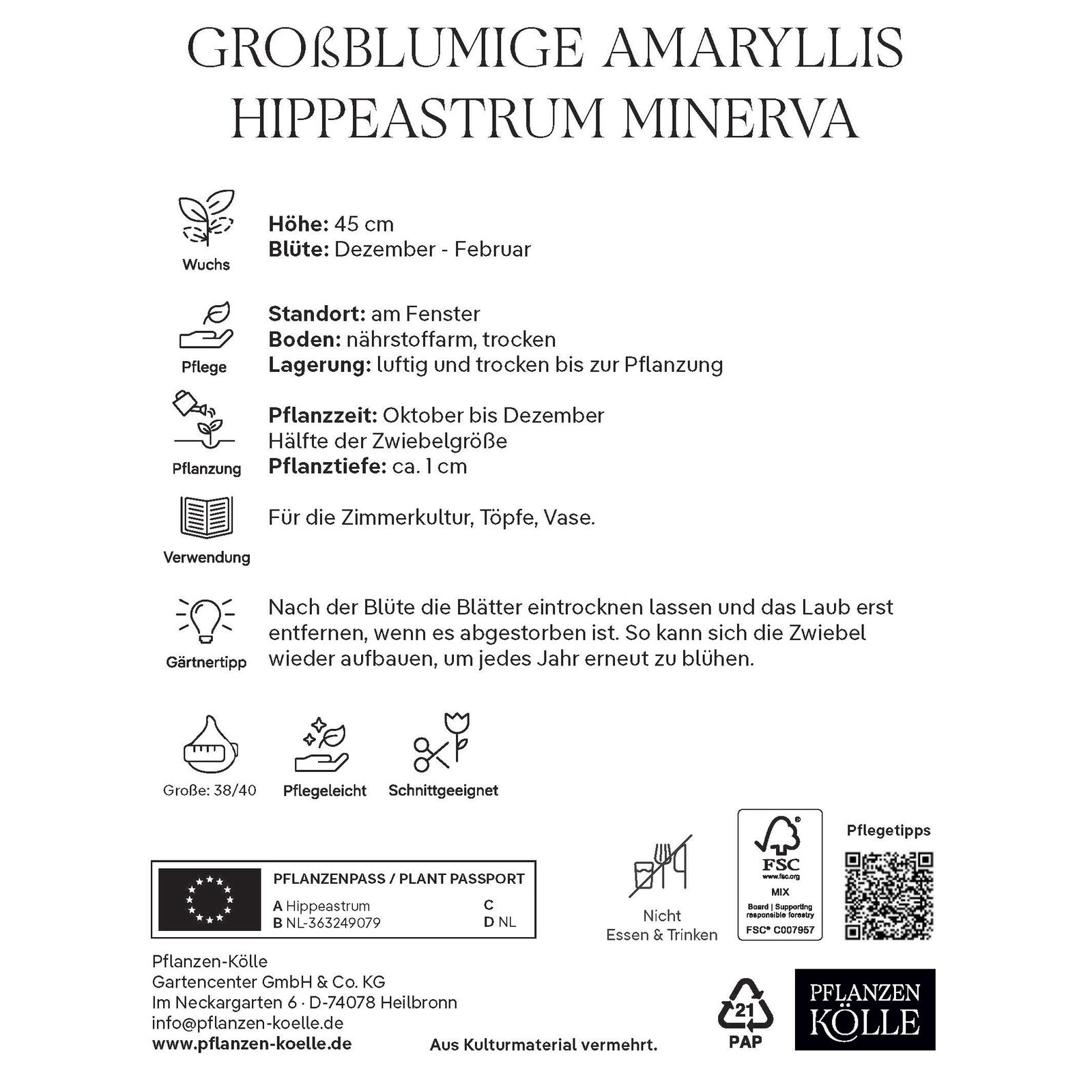 Großblumige Amaryllis Minerva rot/weiß, 1 Blumenzwiebel