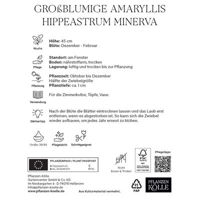 Großblumige Amaryllis Minerva rot/weiß, 1 Blumenzwiebel Großblumige Amaryllis Minerva rot/weiß, 1 Blumenzwiebel