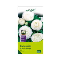 Ranunkel Aviv (Hahnenfuß) weiß, 10 Blumenzwiebeln