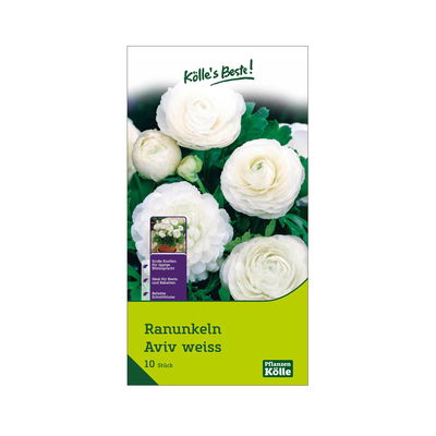 Ranunkel Aviv (Hahnenfuß) weiß, 10 Blumenzwiebeln