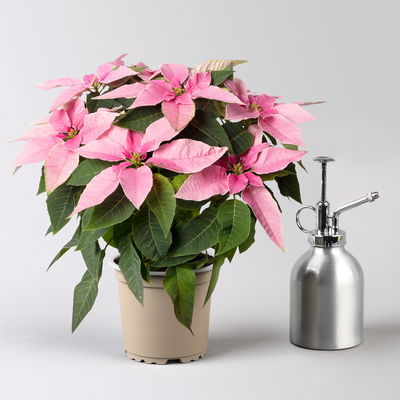 Bio Herbsttern, Euphorbia 'Princettia®', hellrosa, Topf-Ø 12 cm, 3 Pflanzen