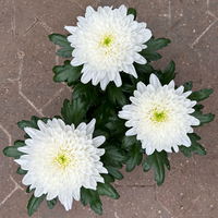 Chrysantheme 'Zembla Next White' weiß, großblumig, Topf-Ø 13 cm, 6er-Set