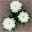 Chrysantheme 'Zembla Next White' weiß, großblumig, Topf-Ø 13 cm, 6er-Set