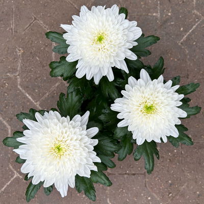 Chrysantheme 'Zembla Next White', weiß, großblumig, Topf-Ø 13 cm, 6 Pflanzen