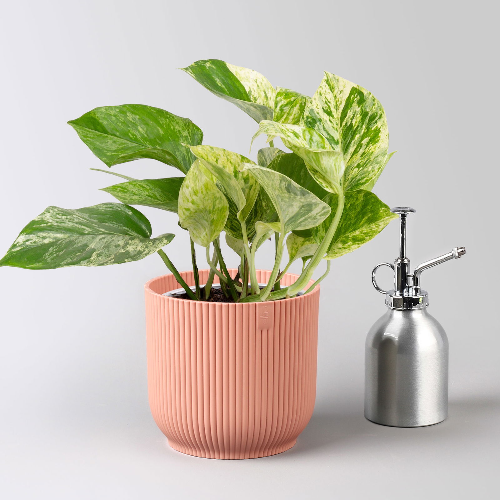 Efeutute 'Marble Queen', Topf-Ø 12 cm, inkl. Übertopf Vibes rosa, 2 Pflanzen