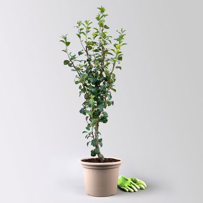 Kölle Bio Säulenbirne 'Decora', Unterlage Quitte A, Topf 10 Liter Kölle Bio Säulenbirne 'Decora', Unterlage Quitte A, Topf 10 Liter