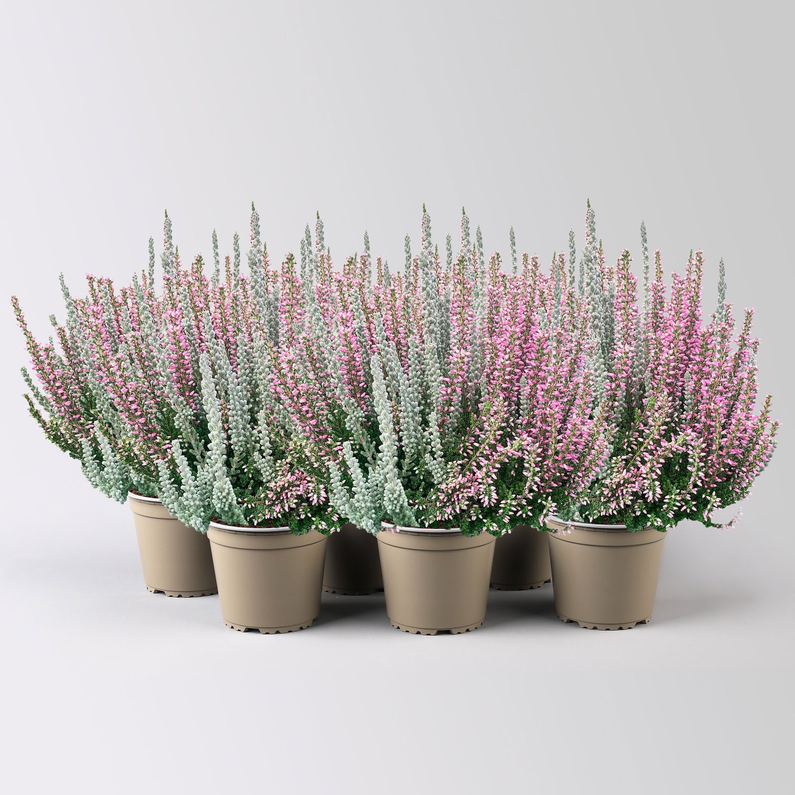 Calluna 'Lönneby' Twin, Fluffy, rosa, Topf-Ø 13 cm, 6 Pflanzen Calluna 'Lönneby' Twin, Fluffy, rosa, Topf-Ø 13 cm, 6 Pflanzen