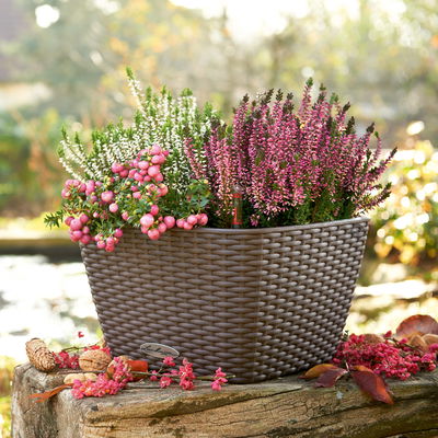 Lechuza 'Bacino Cottage', mokka, ca. 30 x 30 x H 18 cm Lechuza 'Bacino Cottage', mokka, ca. 30 x 30 x H 18 cm