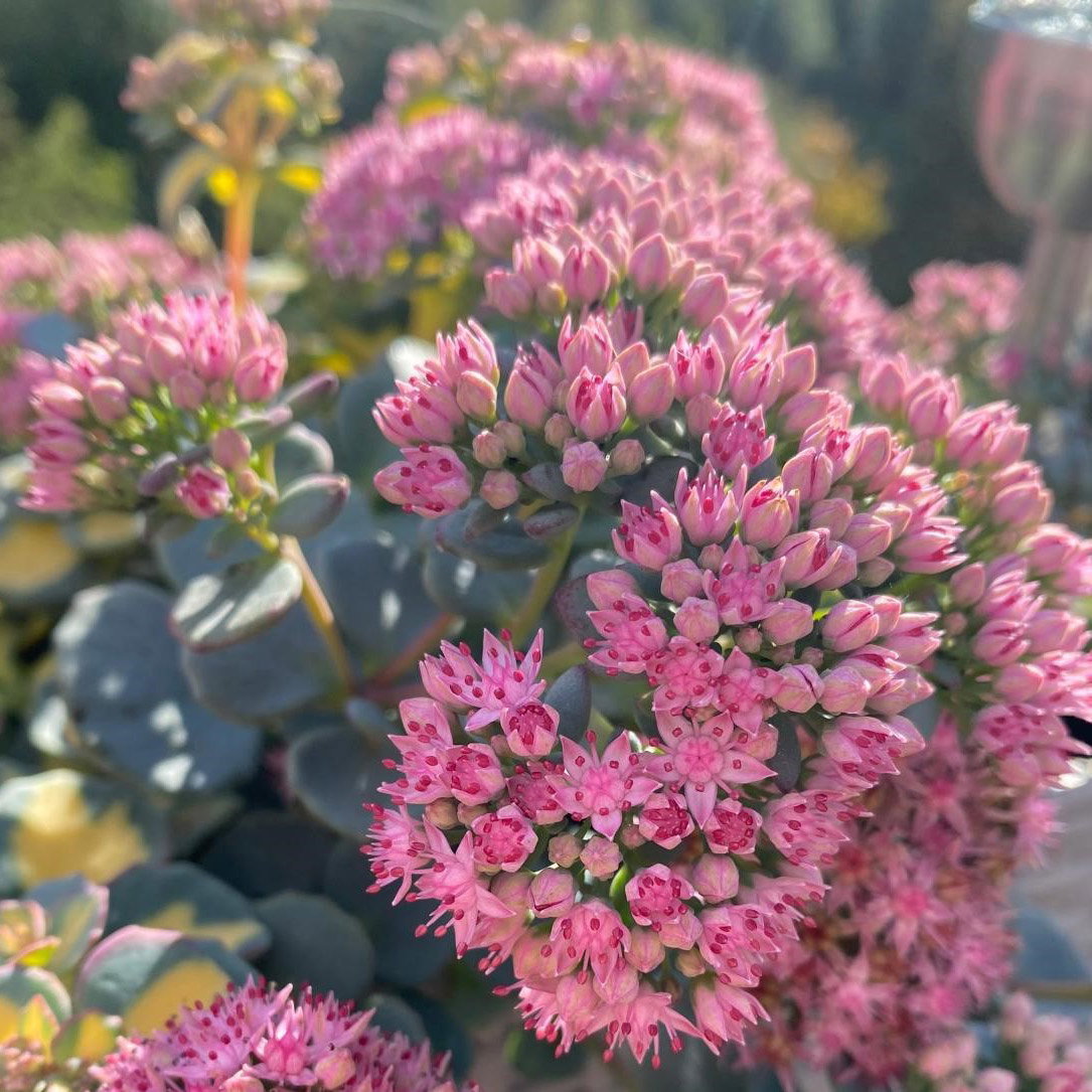 Oktober-Fetthenne, pink, Topf Ø 12 cm, 3 Pflanzen