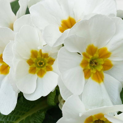 Grabbepflanzung Frühling grün-weiß, 12 Pflanzen