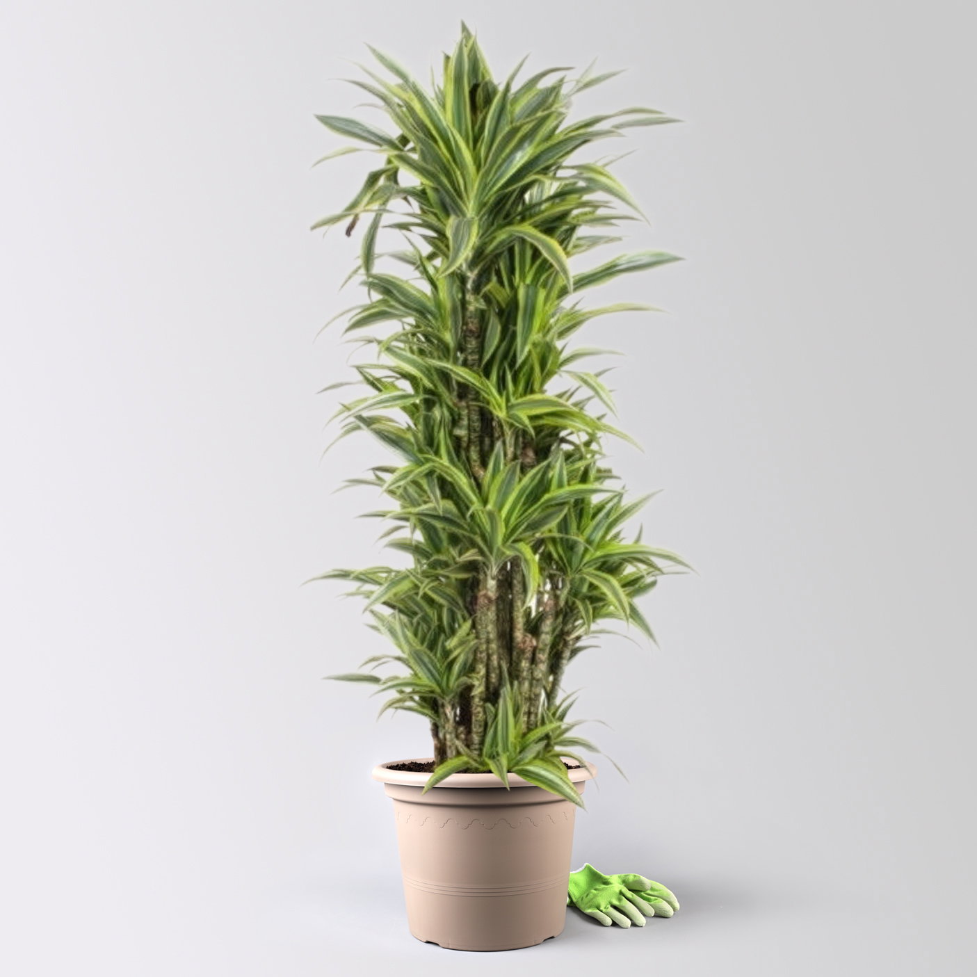 Drachenbaum 'Lemon Lime', Topf-Ø 34 cm, Höhe ca. 170 cm