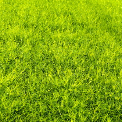 Bio Sternmoos 'Scotch Moos', weiß, Topf-Ø 12 cm, 3 Pflanzen Bio Sternmoos 'Scotch Moos', weiß, Topf-Ø 12 cm, 3 Pflanzen