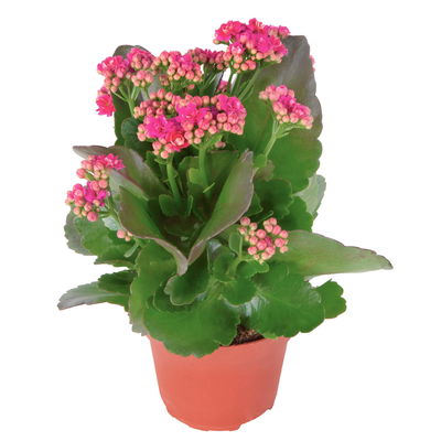 Flammendes Käthchen, Kalanchoe blossfeldiana 'Calandiva', violett, Gesamthöhe ca. 27 cm Flammendes Käthchen, Kalanchoe blossfeldiana 'Calandiva', violett, Gesamthöhe ca. 27 cm