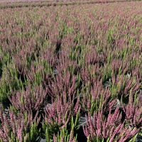 Calluna 'Beauty Ladies® Mintberry', rot/lila mit mint, Topf-Ø 13 cm, 3 Pflanzen