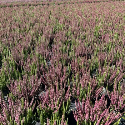 Calluna 'Beauty Ladies® Mintberry', rot/lila mit mint, Topf-Ø 13 cm, 3 Pflanzen Calluna 'Beauty Ladies® Mintberry', rot/lila mit mint, Topf-Ø 13 cm, 3 Pflanzen