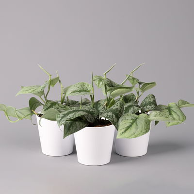 Scindapsus pictus 'Trebie' in Keramiktopf Dallas weiß, Topf-Ø 12 cm Scindapsus pictus 'Trebie' in Keramiktopf Dallas weiß, Topf-Ø 12 cm