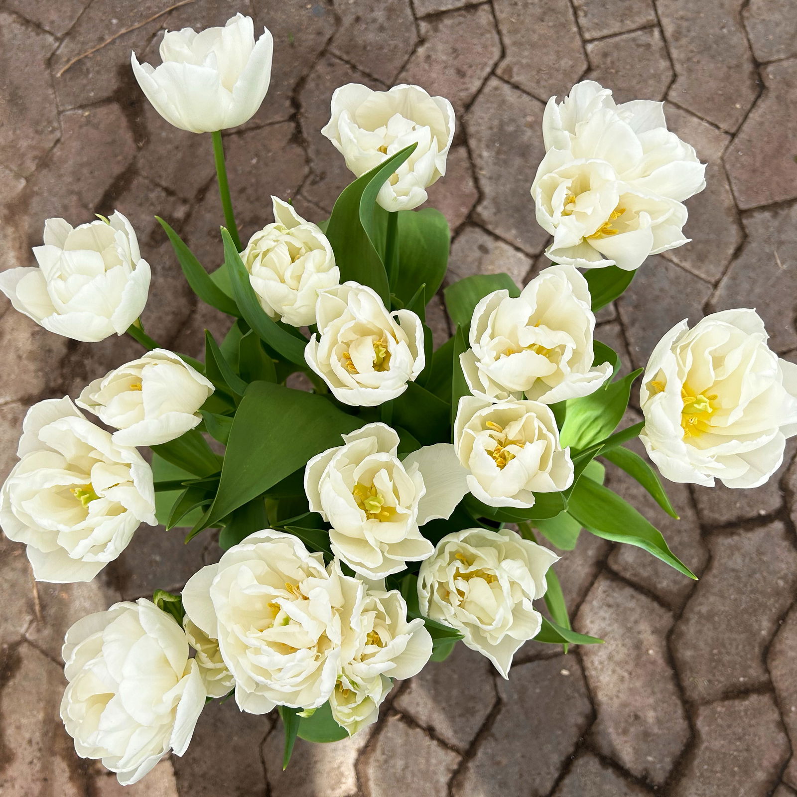 Tulpe 'Mondial' cremeweiß, vorgetrieben, Topf-Ø 23 cm