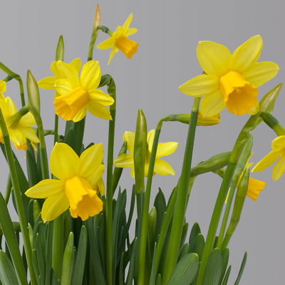 Narzisse 'Tête-à-Tête' gelb, vorgetrieben, Topf-Ø 15 cm, 3 Pflanzen