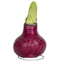 Gewachste XL-Amaryllis- Zwiebel, rote Blüte, rot-violett gestreift