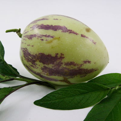 Blu Bio Pepino, Topf-Ø 12 cm, 3er Set