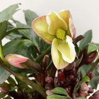 Christrose 'Winter Colour', creme-rosa, Topf-Ø 15 cm