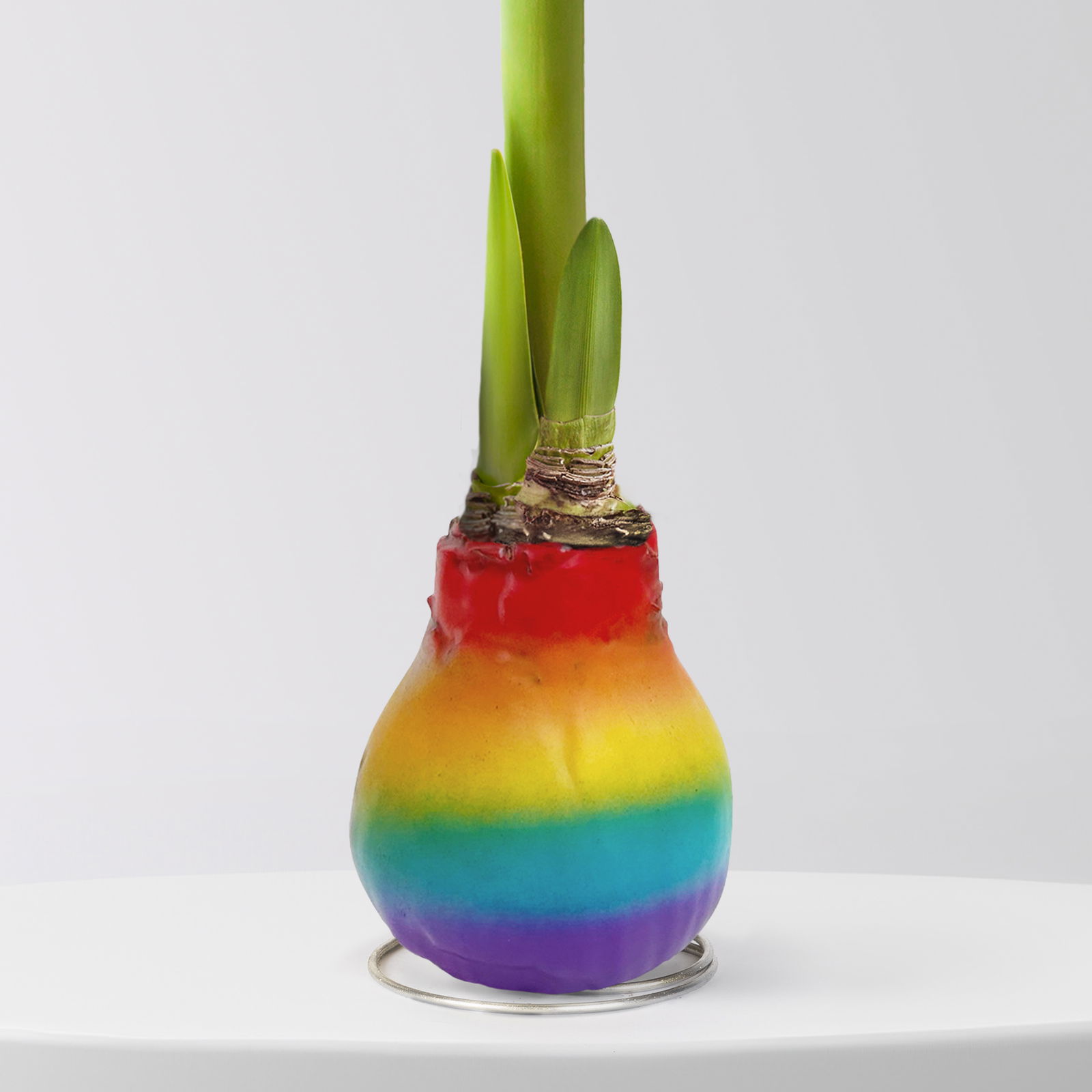 Amaryllis in Wachs, Dekor 'Rainbow', Blüte rot Amaryllis in Wachs, Dekor 'Rainbow', Blüte rot