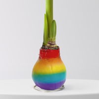 Amaryllis in Wachs, Dekor 'Rainbow', Blüte rot Amaryllis in Wachs, Dekor 'Rainbow', Blüte rot