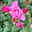 Duftende Kletterrose 'Our Last Summer'®, rosa, Topf 5 Liter
