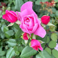 Duftende Kletterrose 'Our Last Summer'®, rosa, Topf 5 Liter