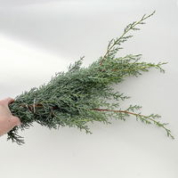 Arizonica-Zypresse 'Glauca' im Handbund, 3 Bund