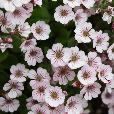 Pflanzenkreation Blütengeflüster, 5 Pflanzen inkl. Erde und Dünger