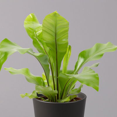 Nestfarn, mit Keramiktopf Dallas anthrazit, Topf-Ø12cm, Höhe ca. 35 cm, 2er-Set