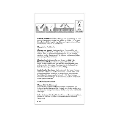 Pompon-Dahlien 'Rocco' lila, 1 Blumenknolle Pompon-Dahlien 'Rocco' lila, 1 Blumenknolle