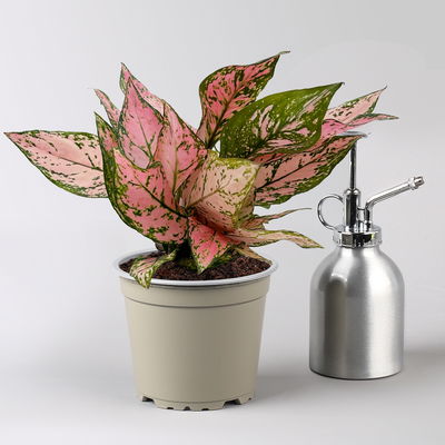 Aglaonema 'Pink', rosa-grün, Topf-Ø 12 cm, 2 Pflanzen