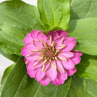 Zinnie, Farbe nach Verfügbarkeit, Topf-Ø 12 cm, 6 Pflanzen