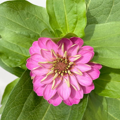 Zinnie, Farbe nach Verfügbarkeit, Topf-Ø 12 cm, 6 Pflanzen