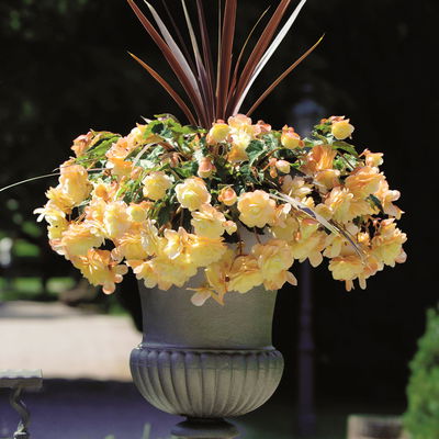 Begonie aufrecht, Farbe zufällig, Topf-Ø 13 cm, 6 Pflanzen Begonie aufrecht, Farbe zufällig, Topf-Ø 13 cm, 6 Pflanzen