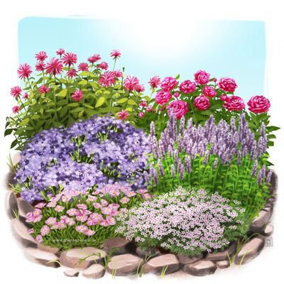 Duftstauden Set, 16 Pflanzen für 3 m², bunt Duftstauden Set, 16 Pflanzen für 3 m², bunt