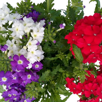 Eisenkraut 'Trio' bunt, Topf-Ø 12 cm, 6 Stück