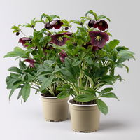 Lenzrose ViV® 'Victoria', purpurviolett, Topf-Ø 15 cm, 2 Pflanzen Lenzrose ViV® 'Victoria', purpurviolett, Topf-Ø 15 cm, 2 Pflanzen
