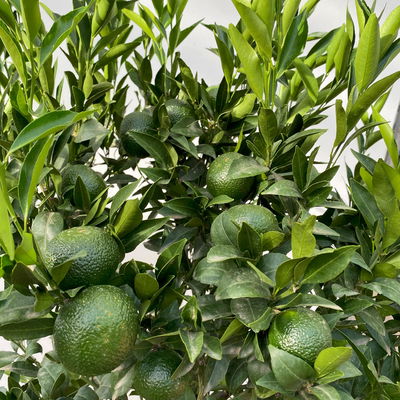 Mandarinenbaum, Stamm, Topf-Ø ca. 33 cm, Höhe ca. 150 cm